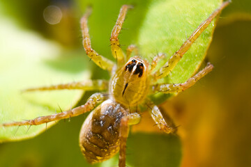 Close up image of spider in water