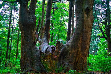 巨木の森（山形県・幻想の森）
