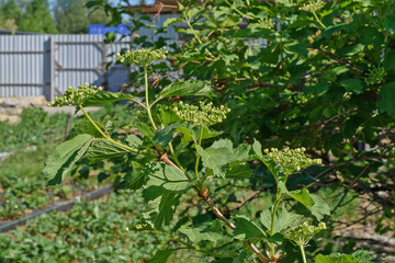 Viburnum branch with young berries on a sunny spring day