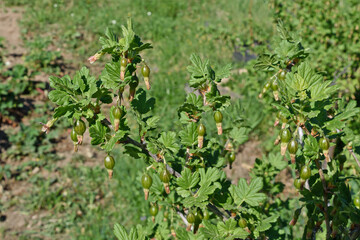 A sprig of gooseberry with young berries close-up