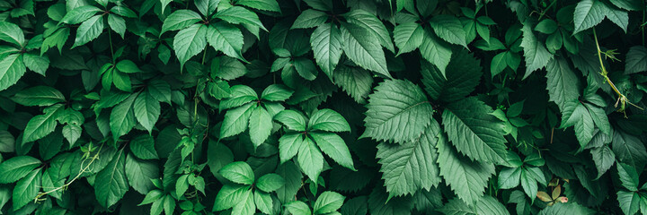 Texture of many fresh beautiful leaves of green wild grape. Natural background. Banner.