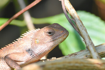 Oriental Garden Lizard (Calotes versicolor)