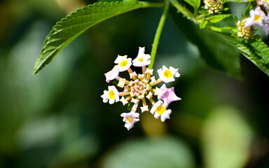 Common Lantana(Lantana Camara) flower