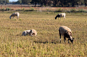 sheep in the field