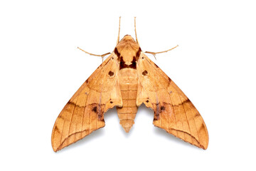 Image of brown moth (Ambulyx Iiturata) isolated on white background. Butterfly. Animal. Insect.