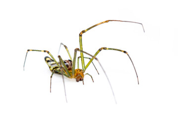 Image of Decorative Big-jawed Spider(Leucauge decorate) isolated on white background. Animal. Insect.