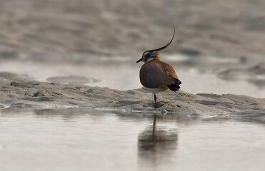 norther lapwing  bird in a river bed