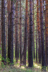 Pine trees on the edge of the forest close-up