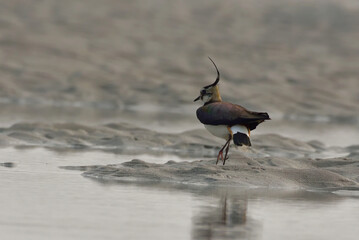 norther lapwing  bird in a river bed