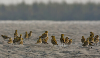 pacific golden plover bird in a riverbed © UTTAM