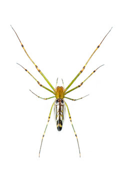 Image of Decorative Big-jawed Spider(Leucauge decorate) isolated on white background. Animal. Insect.