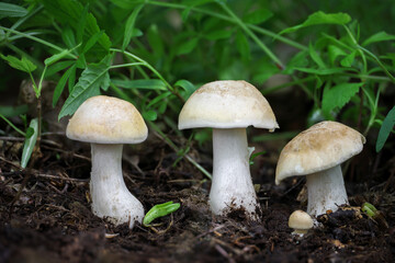 Mushroom Calocybe gambosa commonly known as St. Georges mushroom