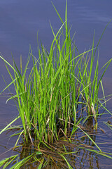 River grass on a sunny spring day close-up