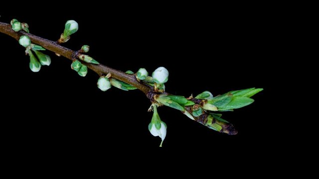 Beautiful Spring Cherry plum tree flowers blossom on black background, timelapse, extreme close up. Time lapse of Easter fresh blossoming alycha, myrobalan plum closeup. 4K video