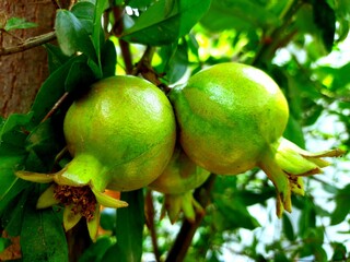pomegranate on tree 