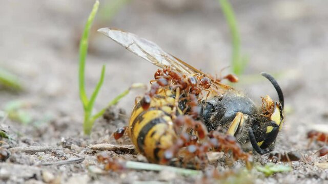 Lots of red big ants around the dead wasp on the ground