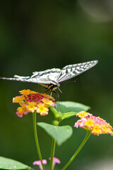 A swallowtail butterfly sucks the nectar of a  flower. 