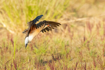Oriental Pratincole in flight stretching its wings to land in the field