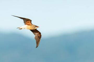 Oriental Pratincole in flight isolated on blurred hill in  background