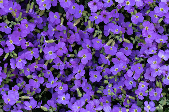 Aubrieta Flower Carpet, Beautiful Groundcover in Garden. Purple Nature Carpet
