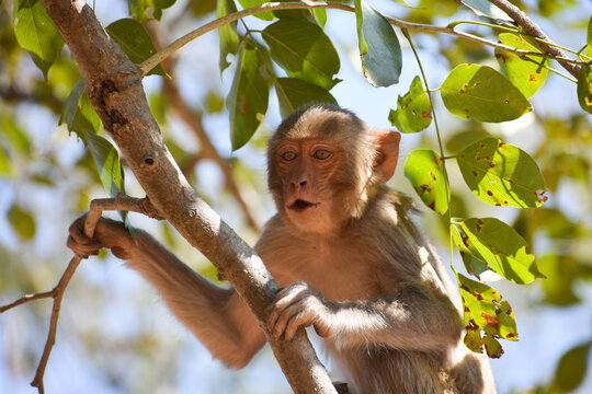 The rhesus macaque (Macaca mulatta), colloquially rhesus monkey, is a species of Old World monkey