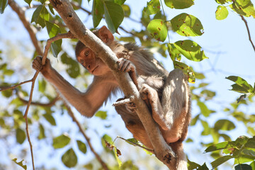 The rhesus macaque (Macaca mulatta), colloquially rhesus monkey, is a species of Old World monkey