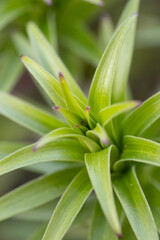 Obraz premium Lily Flower greenery. Spring garden joy of details.