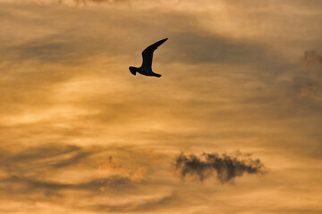 Fototapeta na wymiar Birds in the Indian River in Indialantic Florida at sunset