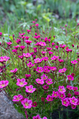 Pink Geranium Flower Carpet in Spring Garden. Joy of Gardening