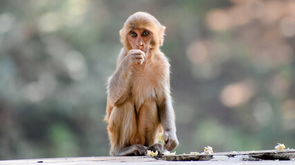 The rhesus macaque (Macaca mulatta), colloquially rhesus monkey, is a species of Old World monkey