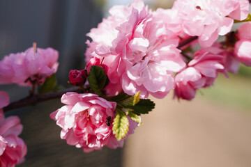 Fototapeta na wymiar Sakura close up in the morning, springtime