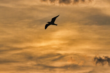 Naklejka na ściany i meble Birds in the Indian River in Indialantic Florida at sunset