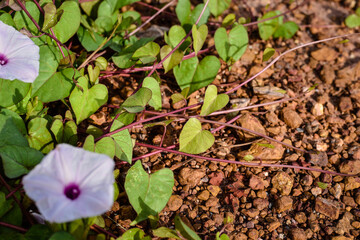 white flower and green leaf in the morning