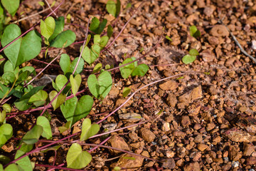 heart shape green leaf in the morning