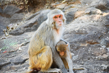 The rhesus macaque (Macaca mulatta), colloquially rhesus monkey, is a species of Old World monkey