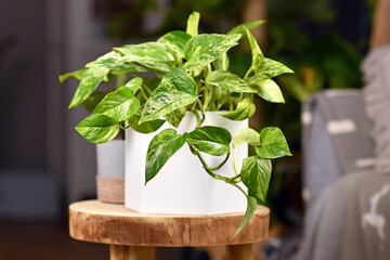 Tropical 'Epipremnum Aureum Marble Queen' pothos houseplant with white variegation in flower pot on...
