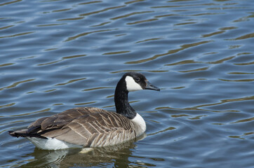 Canada Goose Swimming in a Pond