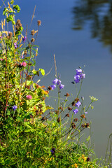 Flowers on a meadow by a beach