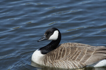 Canada Goose Swimming in a Pond