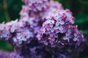 Beautiful lush branch of blooming lilacs in the evening light of blue and purple. Bloom in May and early June. Fragrant flowers on bush. Nature wallpaper. Variety of garden plant. Gardening. Close-up