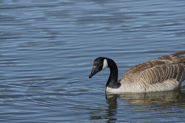 Canada Goose Swimming in a Pond