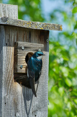 Tree Swallow Guarding Birdhouse Entry