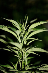 Marihuana plant close up on leaves cannabis indica family cannabaceae Cannabis-Legalisierung in Deutschland: Ampel-Pläne zwischen grünem Licht und rotem Tuch print medical super lemon haze