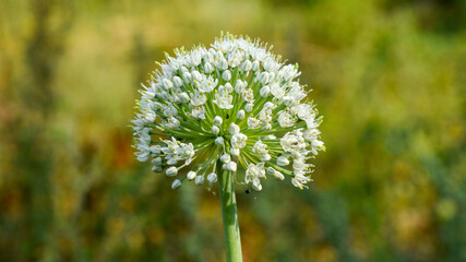 Flower of the onion (Allium cepa ), also known as the bulb onion or common onion