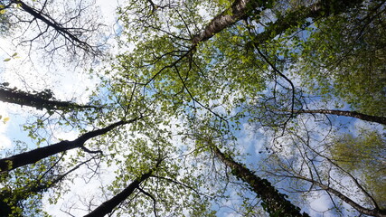 branches against blue sky