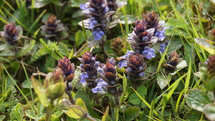 flowers in the garden