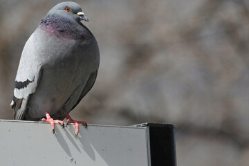 Pigeon is on the sign board in the park. Morning.