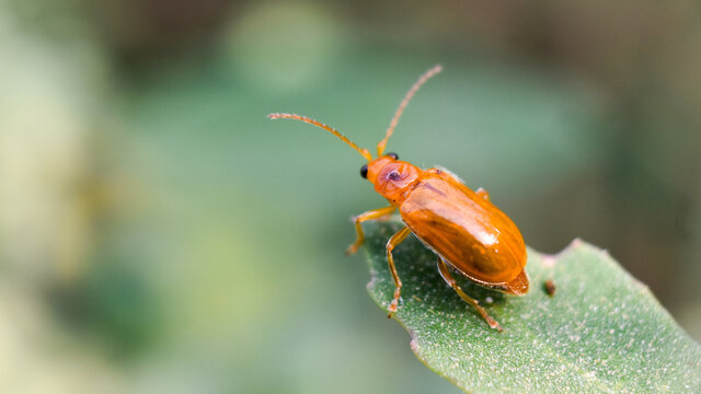 Macro shot of Pumpkin beetle (Aulacophora indica)