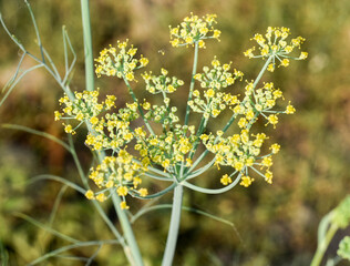 Flower of Coriander (Coriandrum sativum) is an annual herb in the family Apiaceae