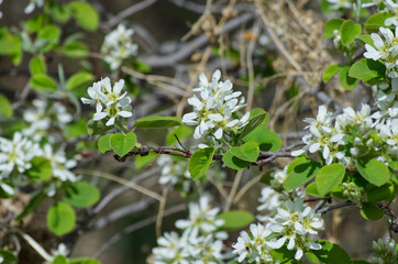 White Tree Blossoms Blooming in the Spring